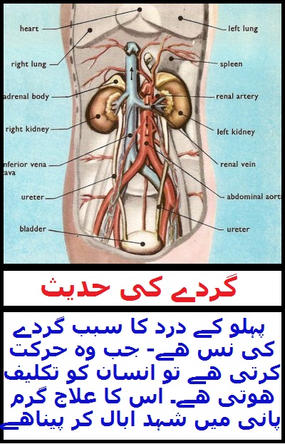 Widget_Health_TN_Kidney Pain Hadith